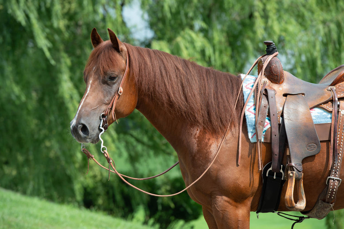Swivel Snaps, & Rings for Horse Training Lines