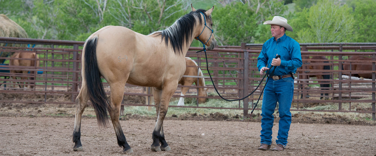 Training Leads & Ropes – Weaver Equine