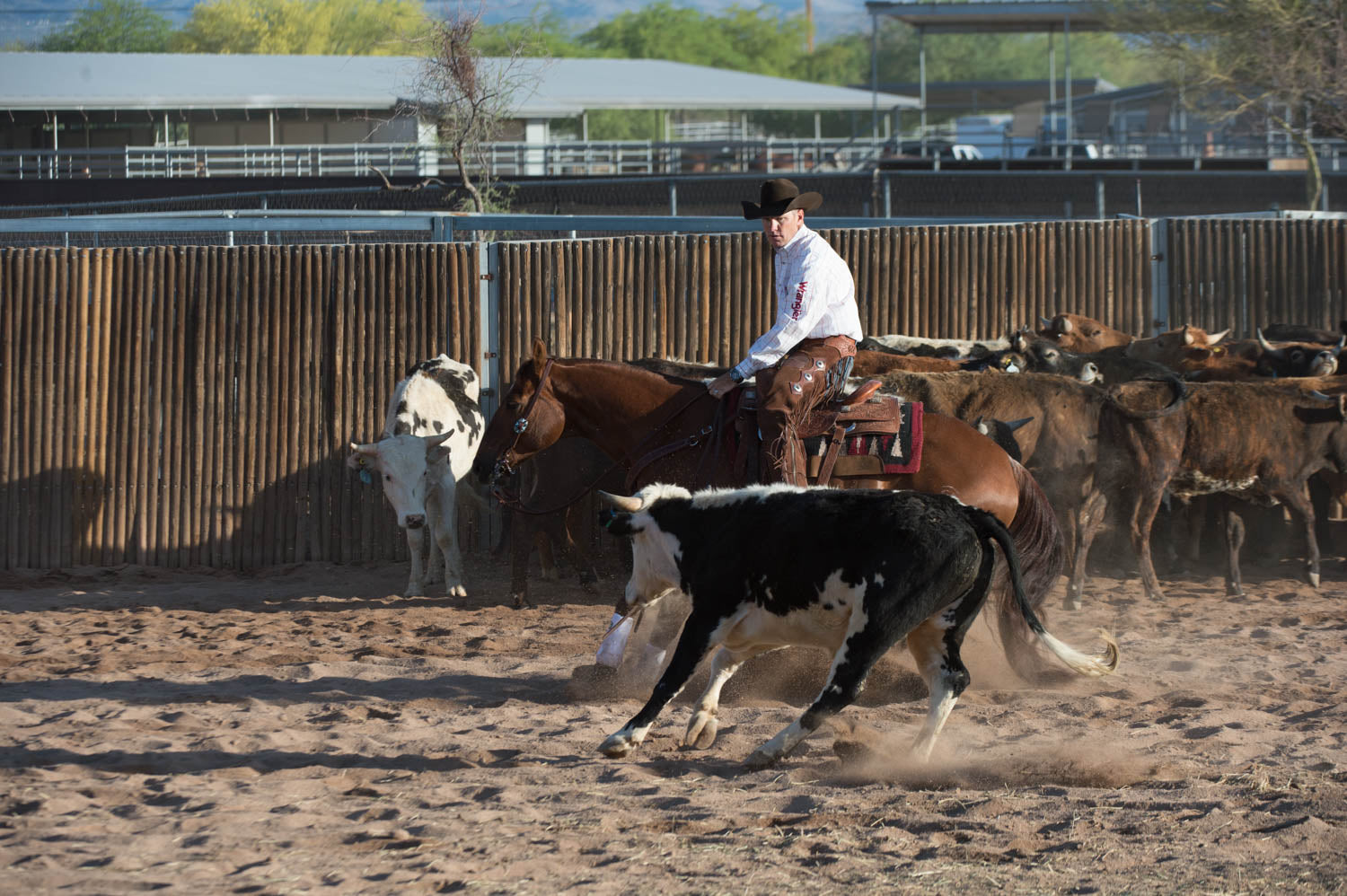 Montana Cowboy Makes it Professional