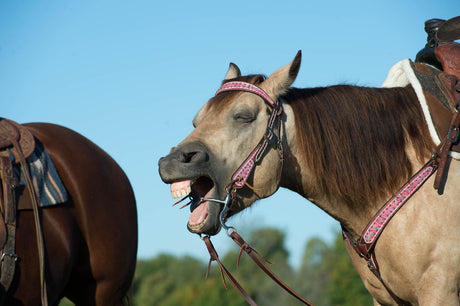 Are Horse People Crazy? You bet we are!