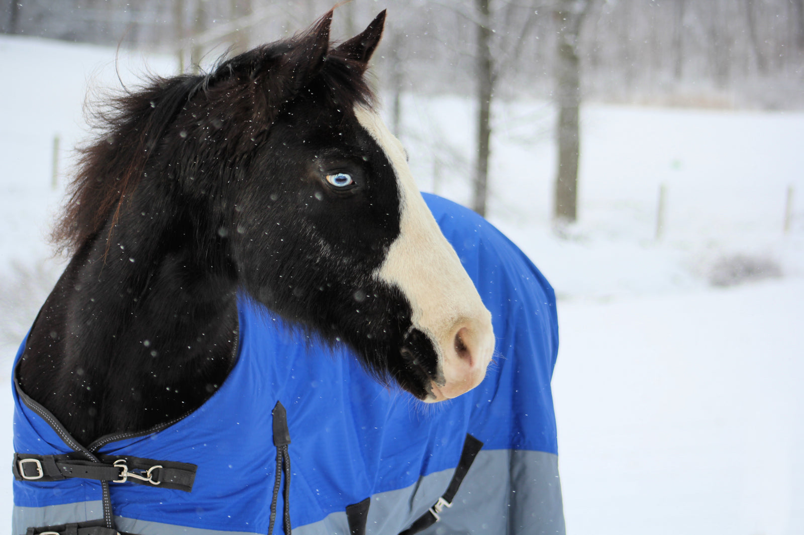 Are Horses Dangerous? An Introduction to Equine Behavior