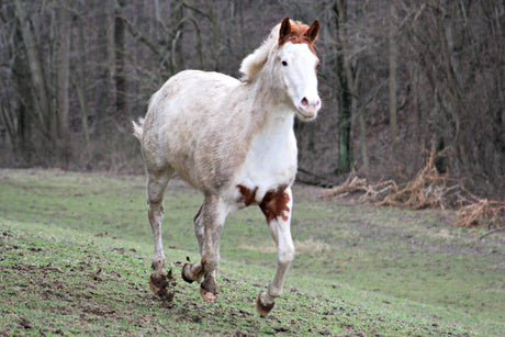 White Horse Problems