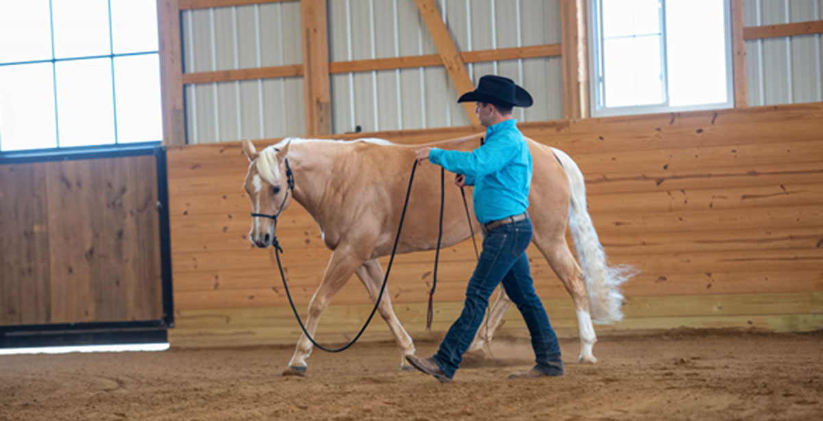 Tack Tips with Luke Gingerich: Mastering Groundwork with the Weaver Equine Silvertip Transition Rope Halter