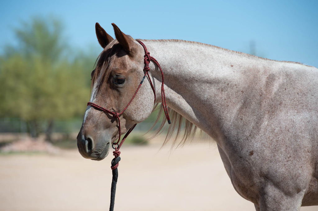 Silvertip® Rope Halters - Weaver Equine