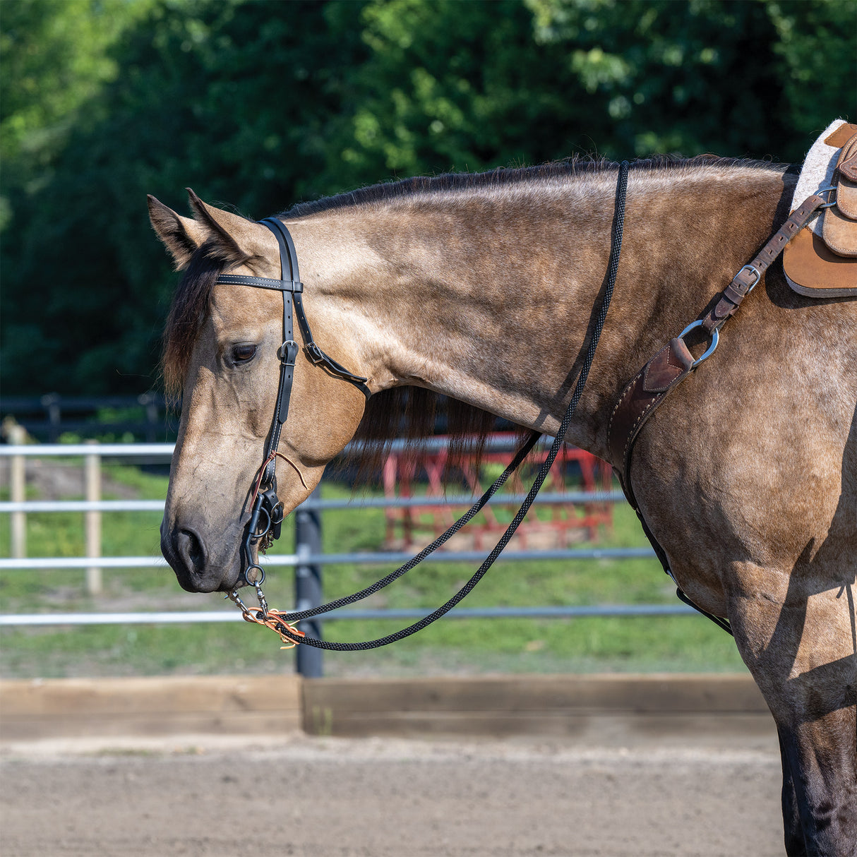 Brahma Webb® Browband Headstall