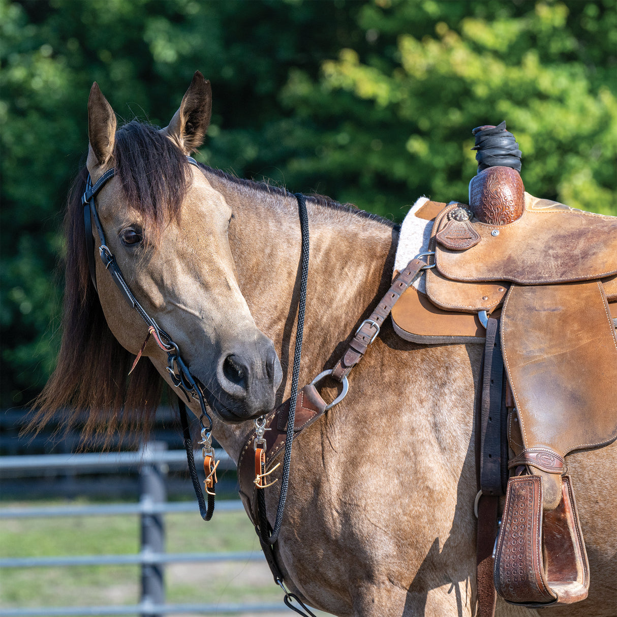 Brahma Webb® Browband Headstall