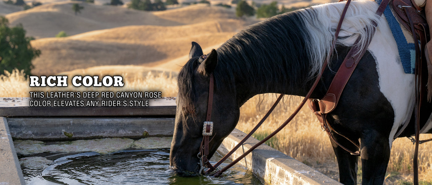 A Horse drinking water