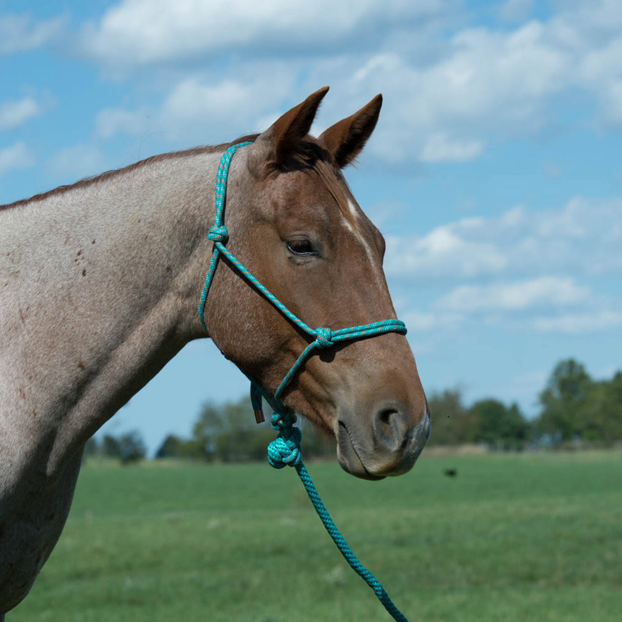 Diamond Braid Rope Halter and Lead