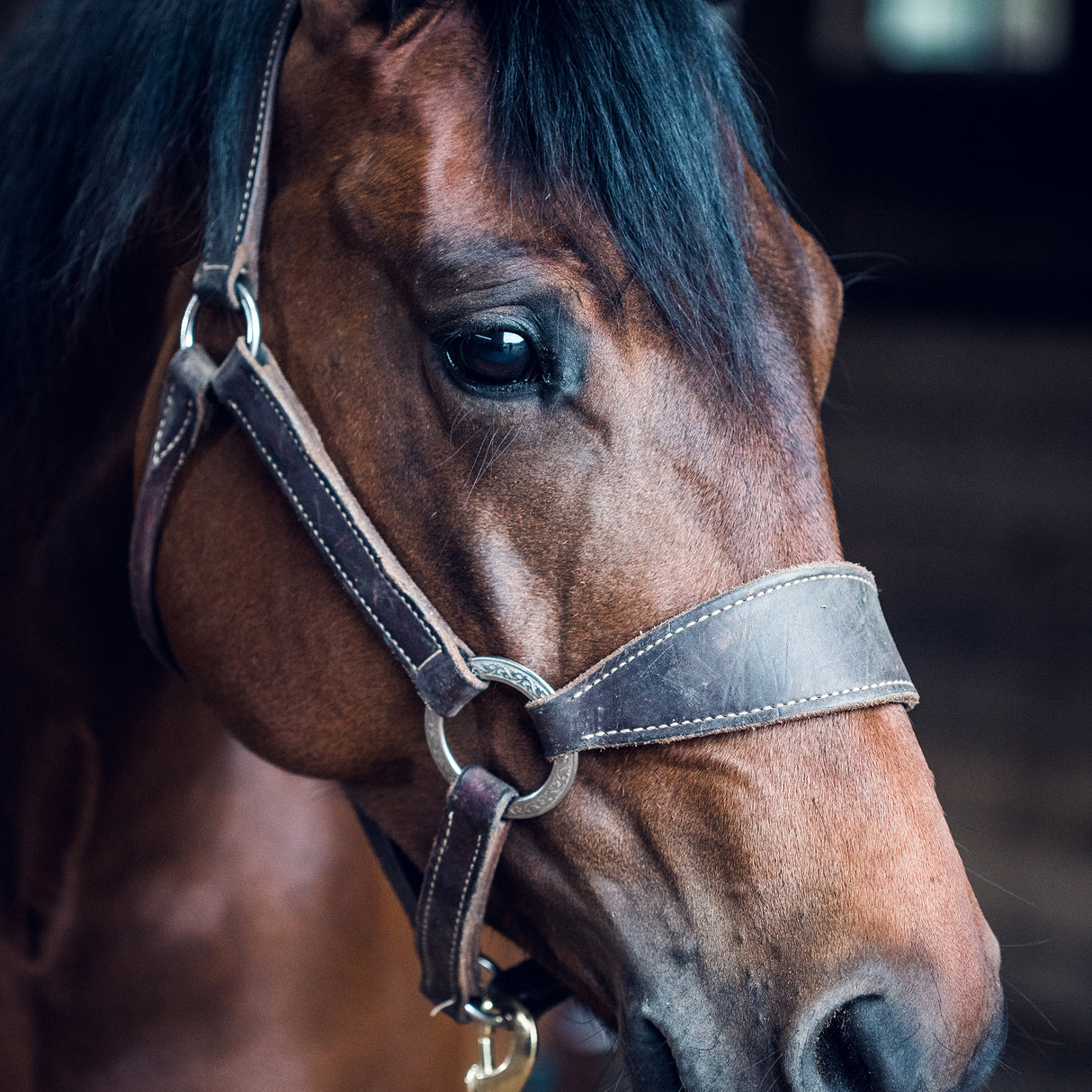 Stacy Westfall Bronc Halter, 1", Average