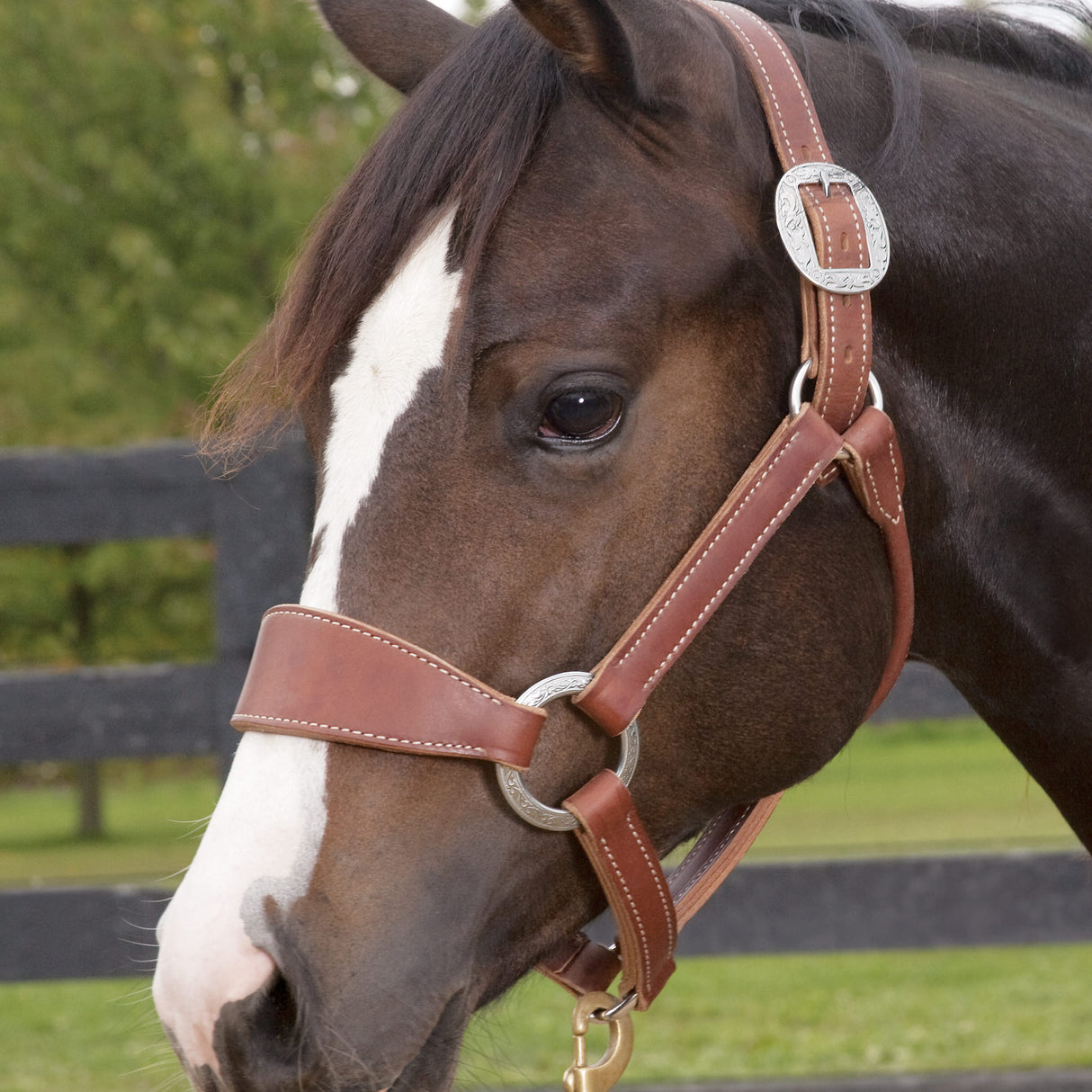 Stacy Westfall Bronc Halter, 1", Average