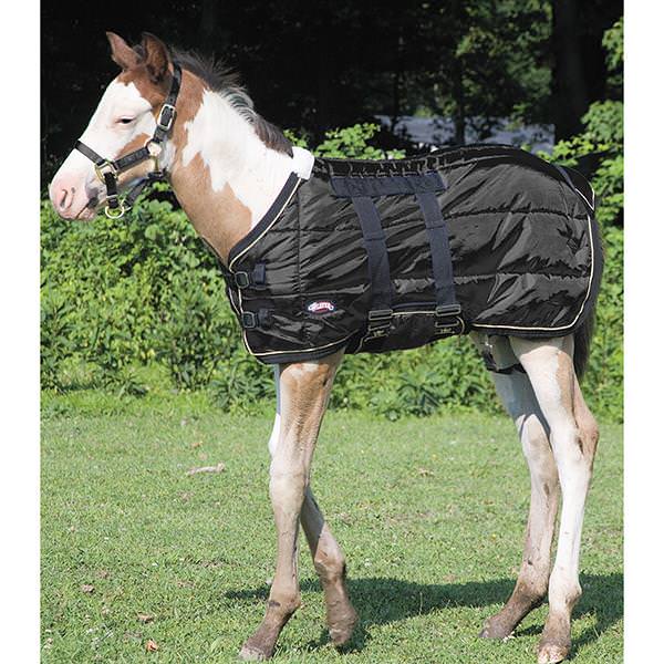 SEF Custom Foal Blanket 2024