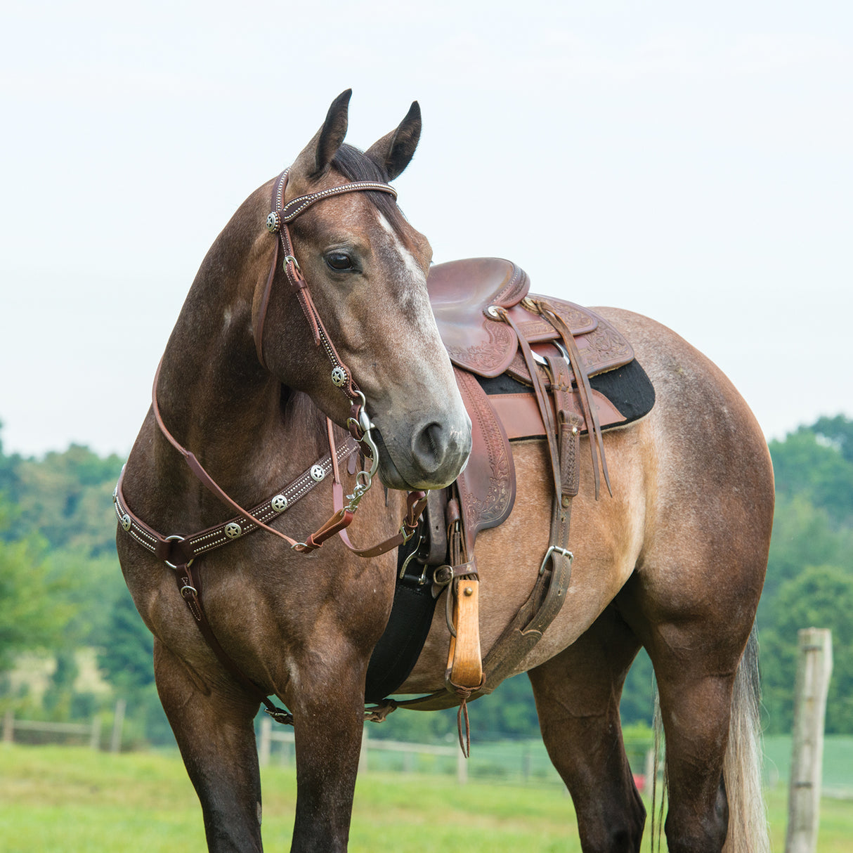 Texas Star Oiled Browband Headstall