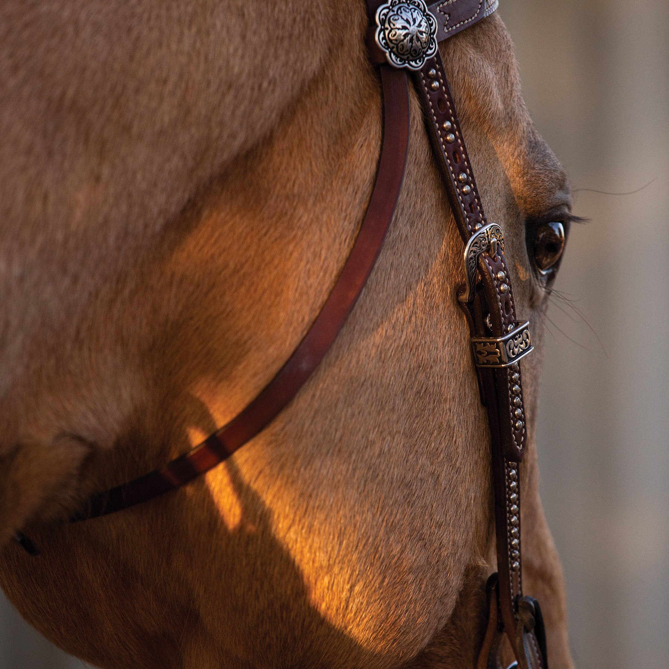 Austin Browband Weaver Equine Leather Headstall Equine – - Weaver